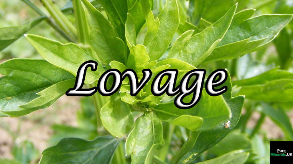 Lovage Herb