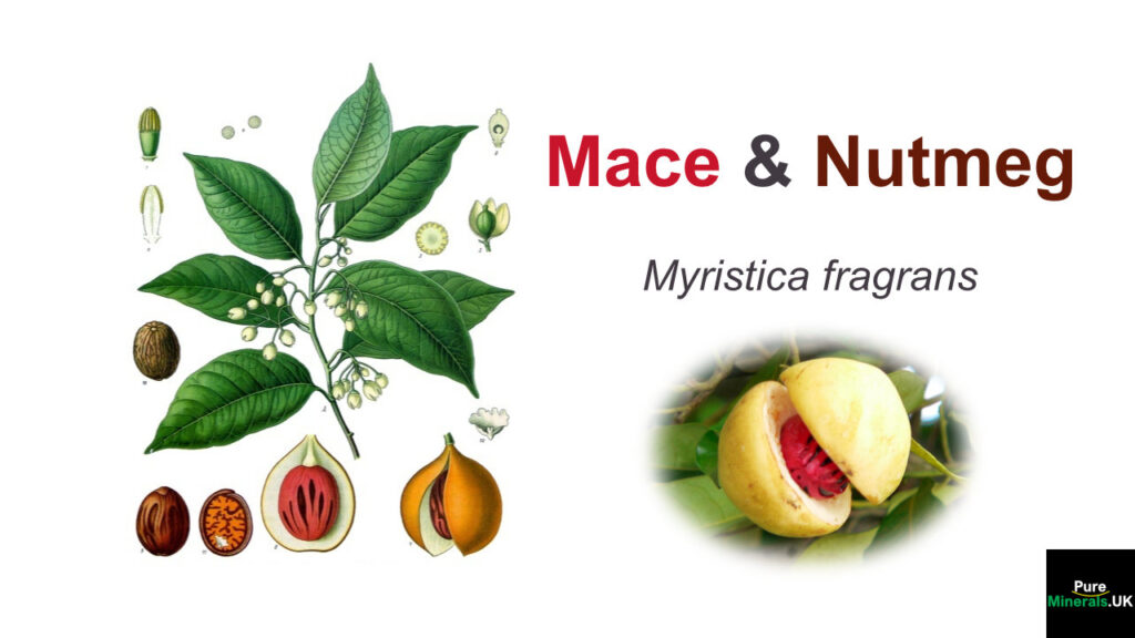 Mace and Nutmeg botanical