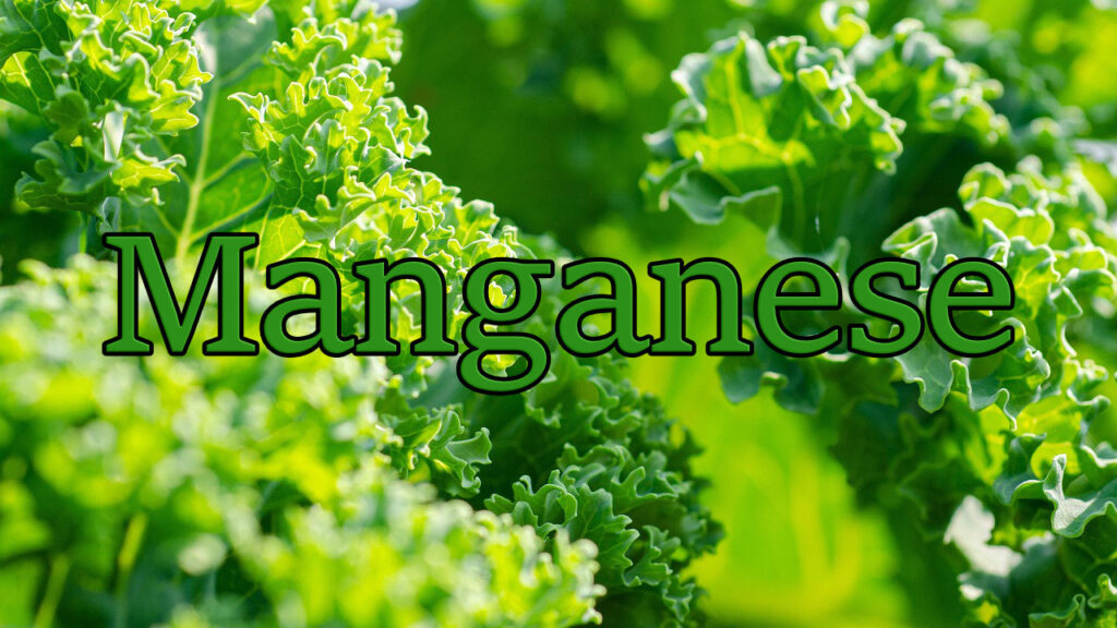 Kale is a manganese-rich vegetable.