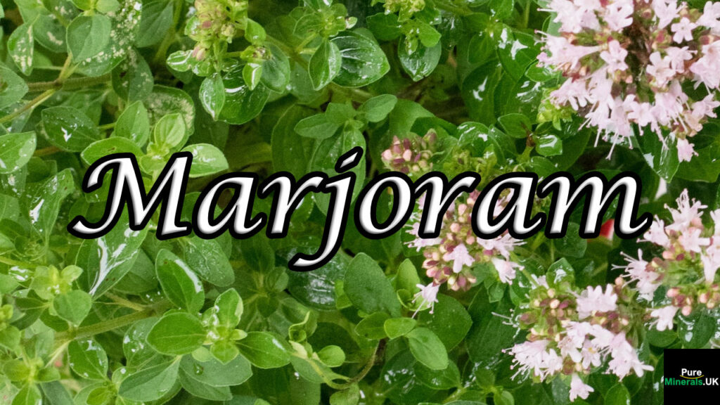 Marjoram herb