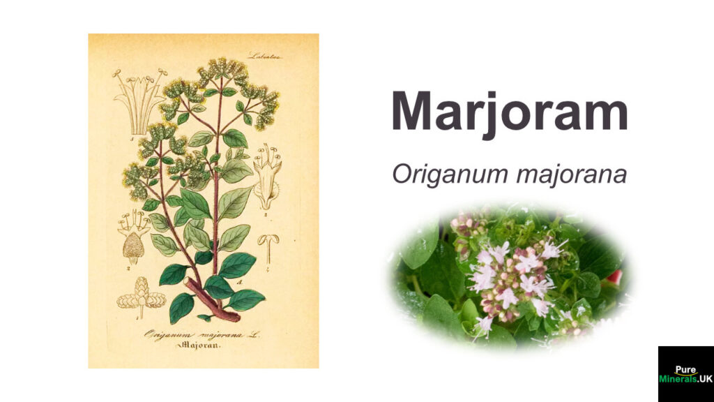 Marjoram botany