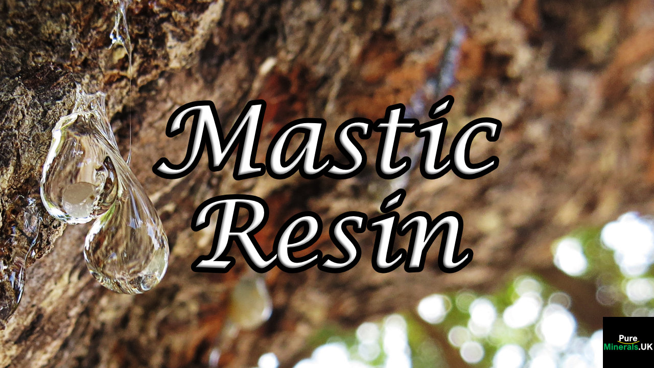 A close-up image of Mastic resin seeping from damaged bark.