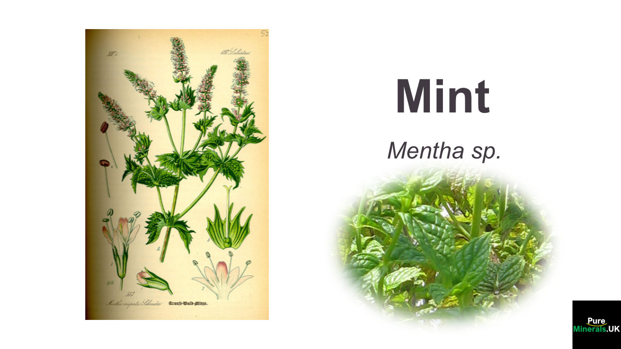 Mint Botanical Mint botanical - Mentha sp.