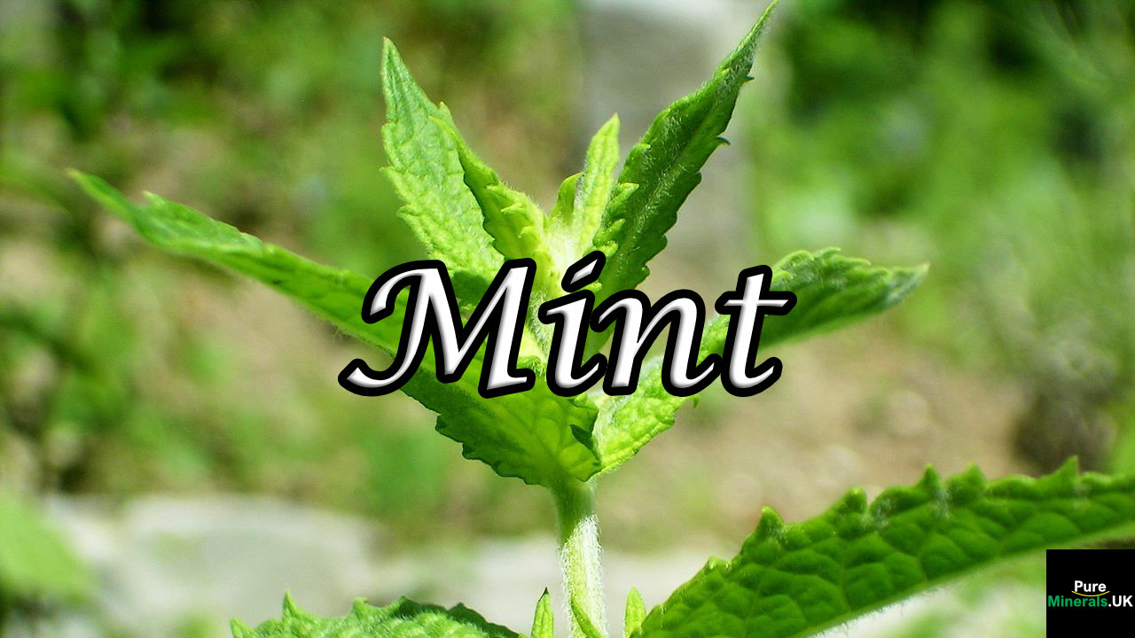 Mint Mint herbs