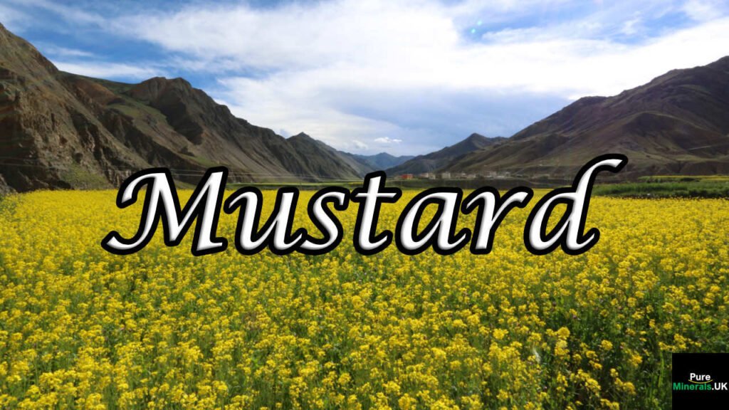 Flowering field of Mustard in sunshine
