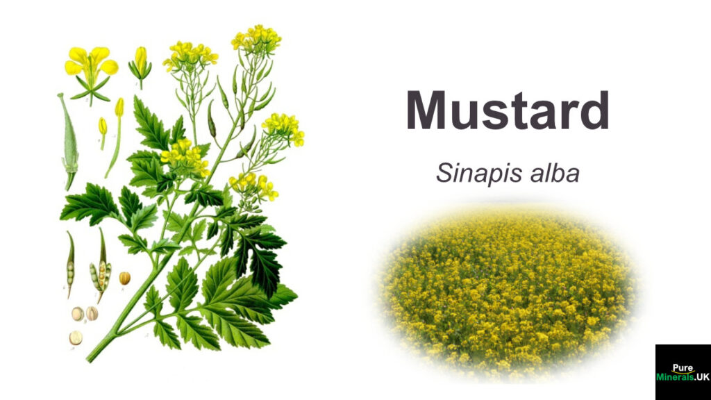 Mustard Botany