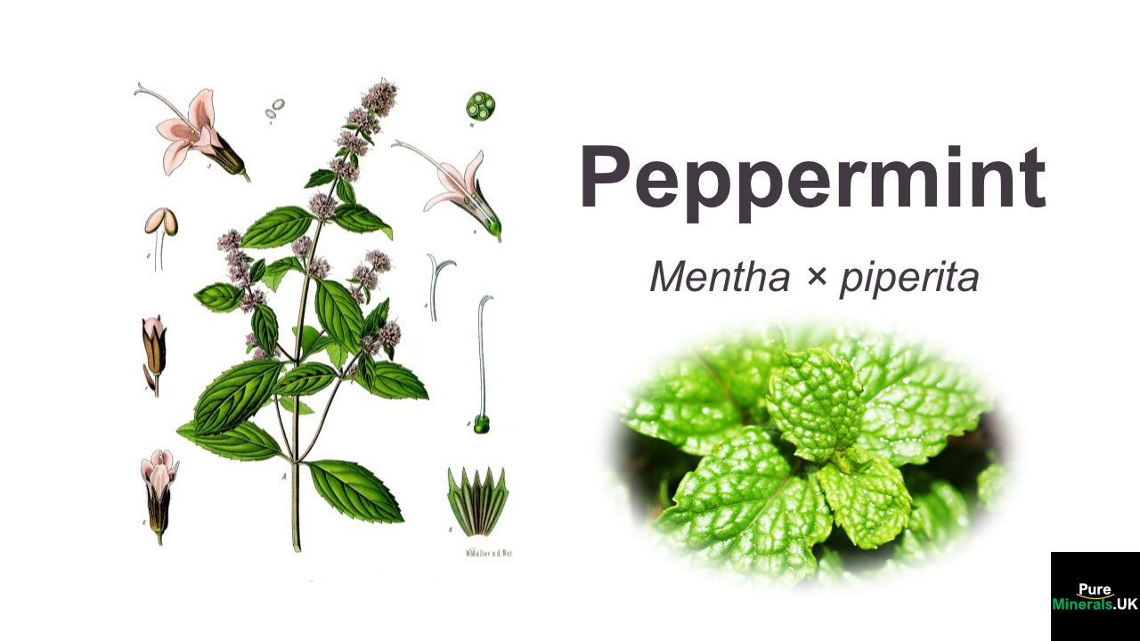 Peppermint Botanical Peppermint botanical