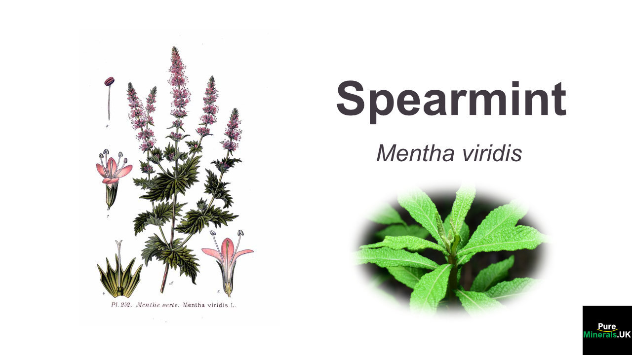 Spearmint Botanical Spearmint botanical