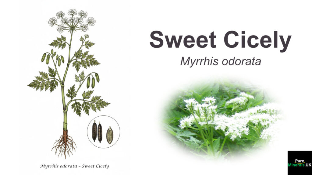 Colored botanical illustration of the Sweet Cicely plant, showing the roots, stem, fern-like leaves, white umbel flowers, green unripe fruits, and dark ripe seeds on a white background.