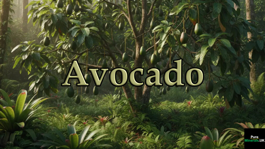 An avocado tree with lush green foliage and hanging fruit in a sunny tropical environment.