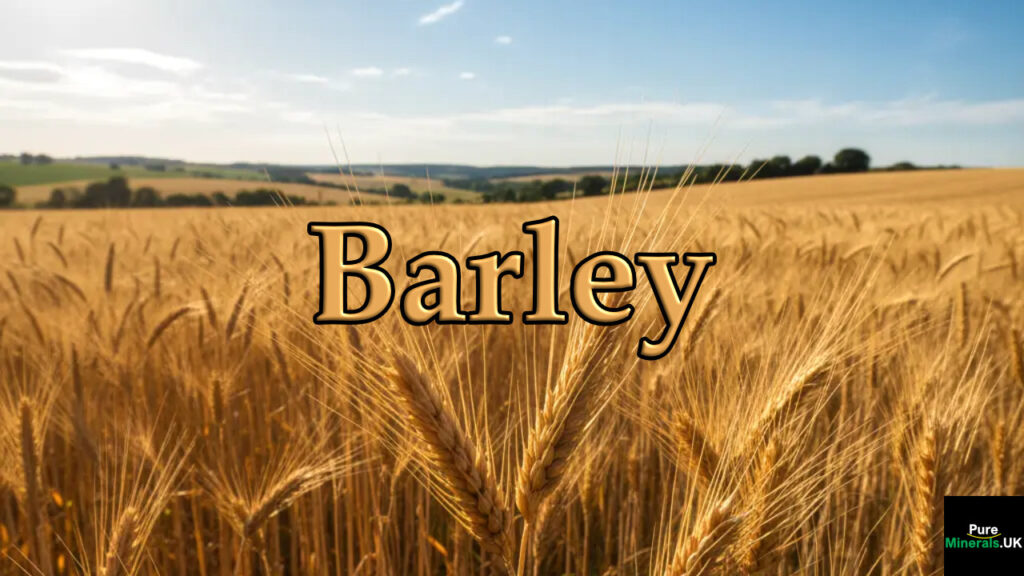 A picture of a barley field.