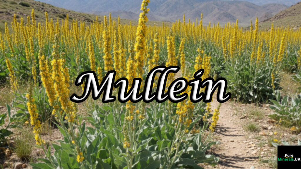 Tall common mullein plant (Verbascum thapsus) with vibrant yellow flower spikes and fuzzy silver-green leaves, growing in a rocky, sunny field with a vast meadow of identical flowers and distant mountains in the background.