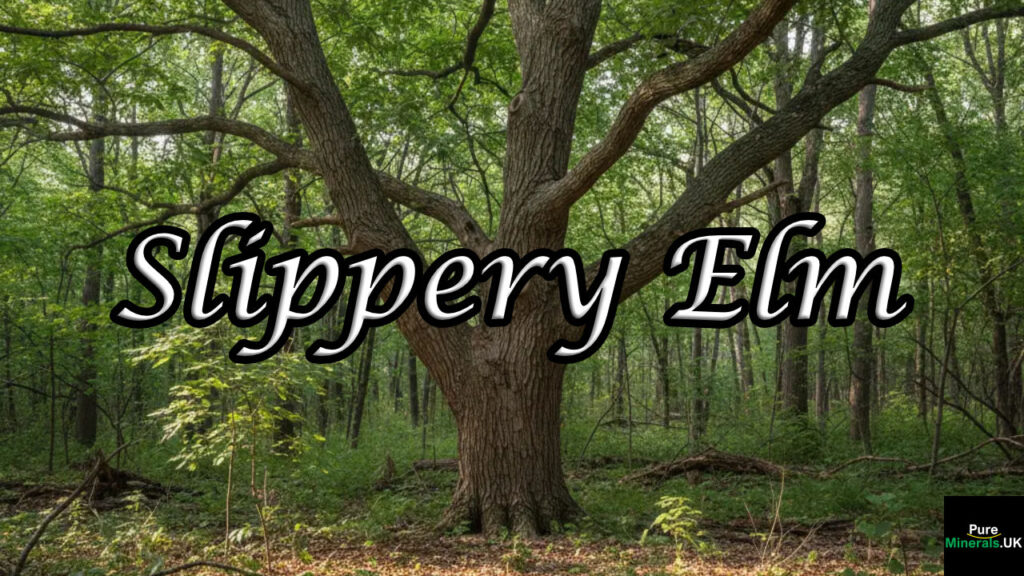 A medium-sized Slippery Elm tree (Ulmus rubra) standing in a sunlit North American forest, featuring rough gray bark with deep ridges and spreading branches covered in green serrated leaves.