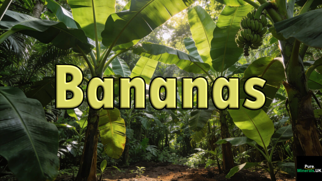 Lush banana trees with large green leaves and bananas growing in a tropical natural habitat.