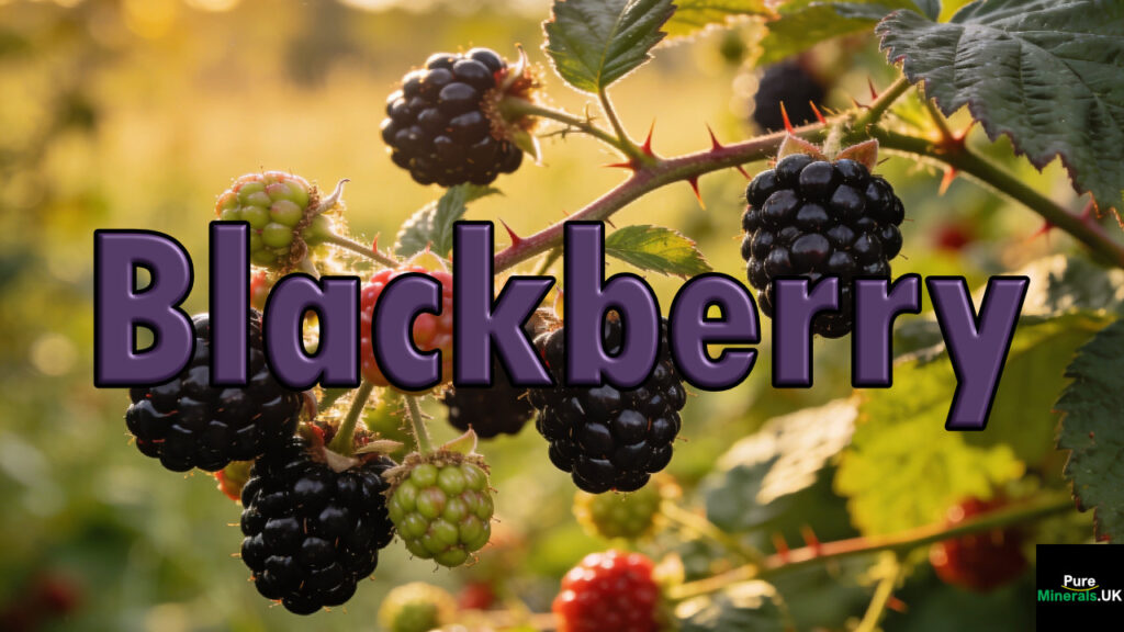 Wild blackberry bushes heavy with ripe blackberries growing in a natural countryside setting.