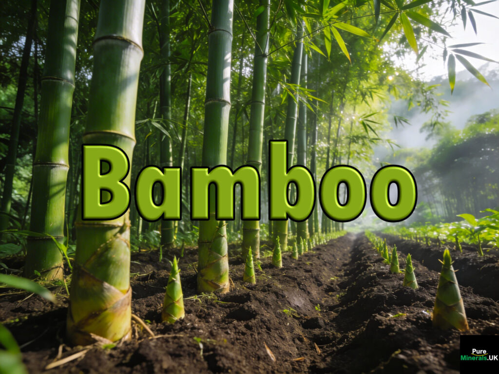 A commercial East Asian bamboo shoot farm with tall bamboo culms and young shoots emerging from rich soil.