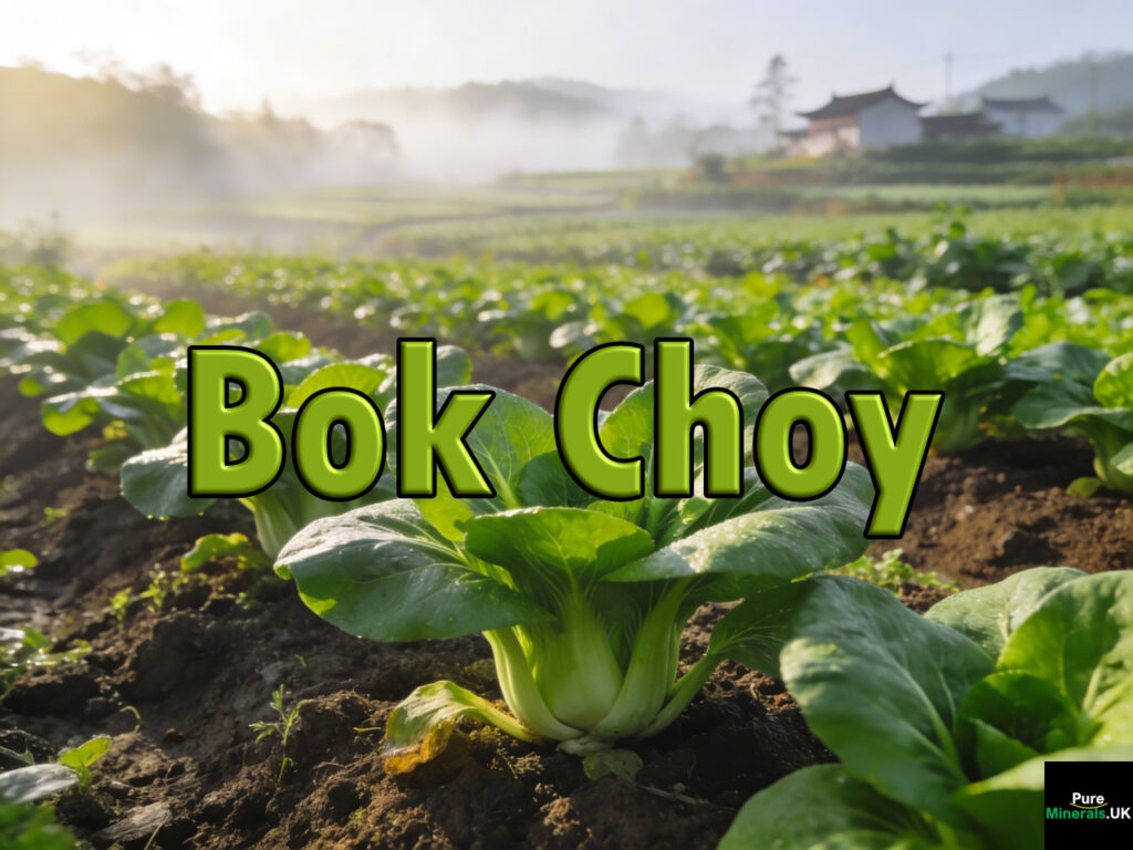 Lush green bok choy growing in neat rows on Chinese farmland under soft morning sunlight.