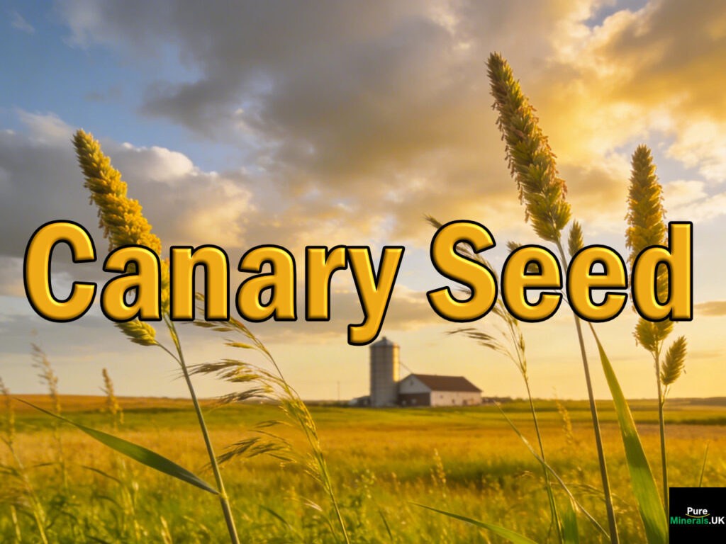 Tall green canary seed plants growing across a wide Canadian farm under a large prairie sky with a distant farmhouse and silo.