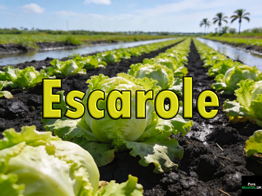 Rows of escarole growing in rich black organic muck soil in the Everglades Agricultural Area under bright Florida sunlight.