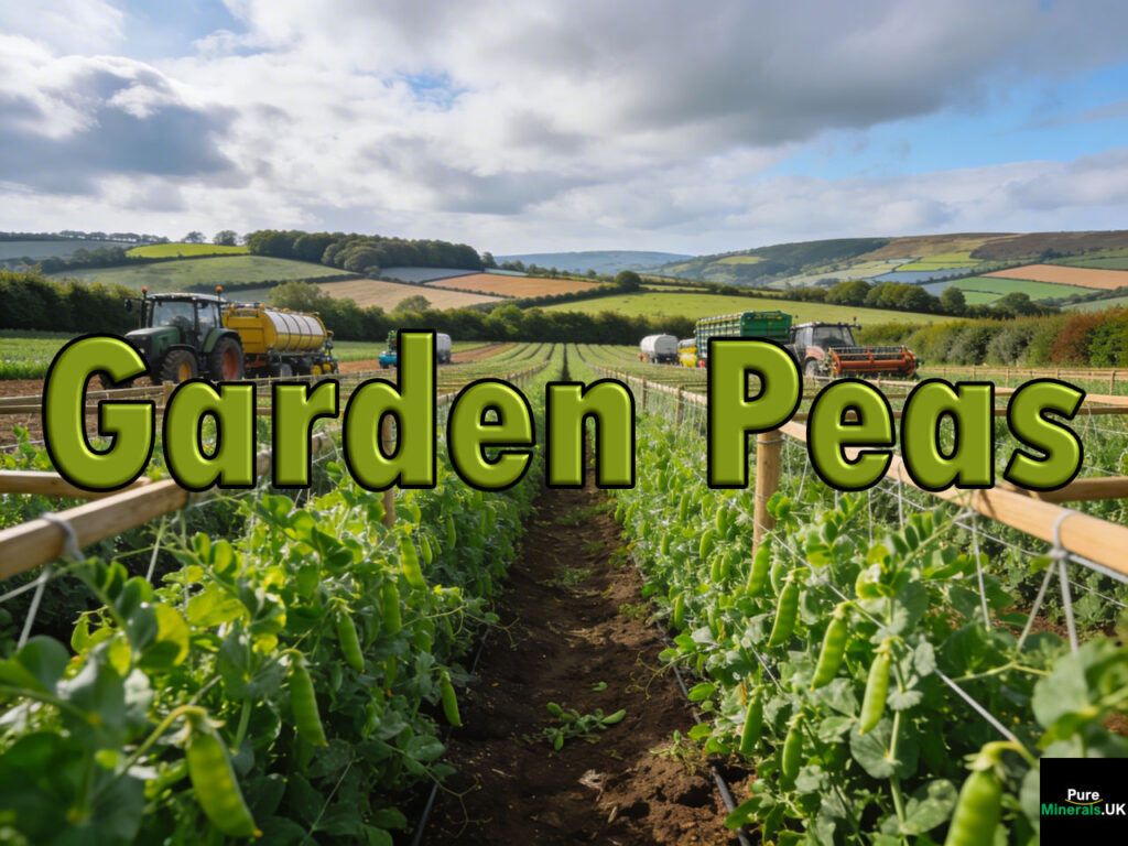 Long rows of green garden peas growing across a large UK farm field with trellis supports, under a cloudy sky with rolling countryside in the background.