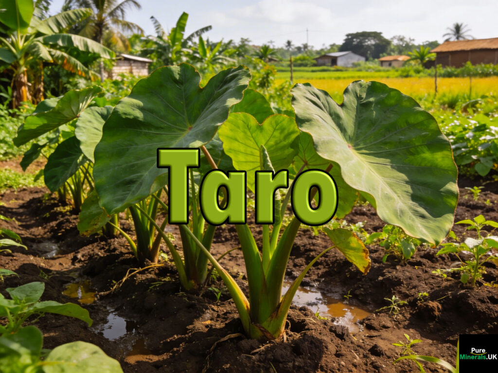 Taro plants growing on a Nigerian farm, with large heart-shaped green leaves and thick stems in moist soil, set in lush tropical farmland.