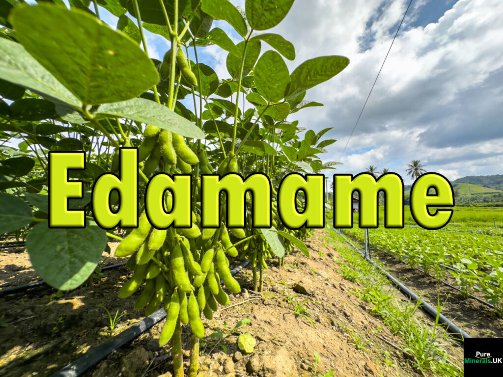 Rows of edamame soybean plants with green pods ready for harvest growing in a Thai plantation under bright tropical daylight.