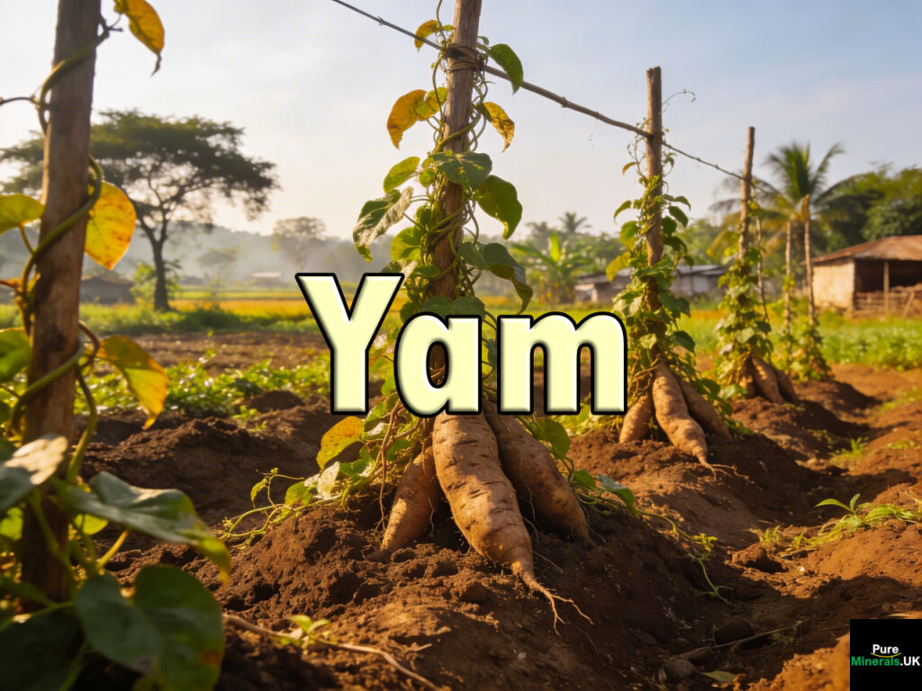Yams growing on a Nigerian farm, with vines climbing wooden stakes and plants emerging from soil mounds in a tropical landscape.