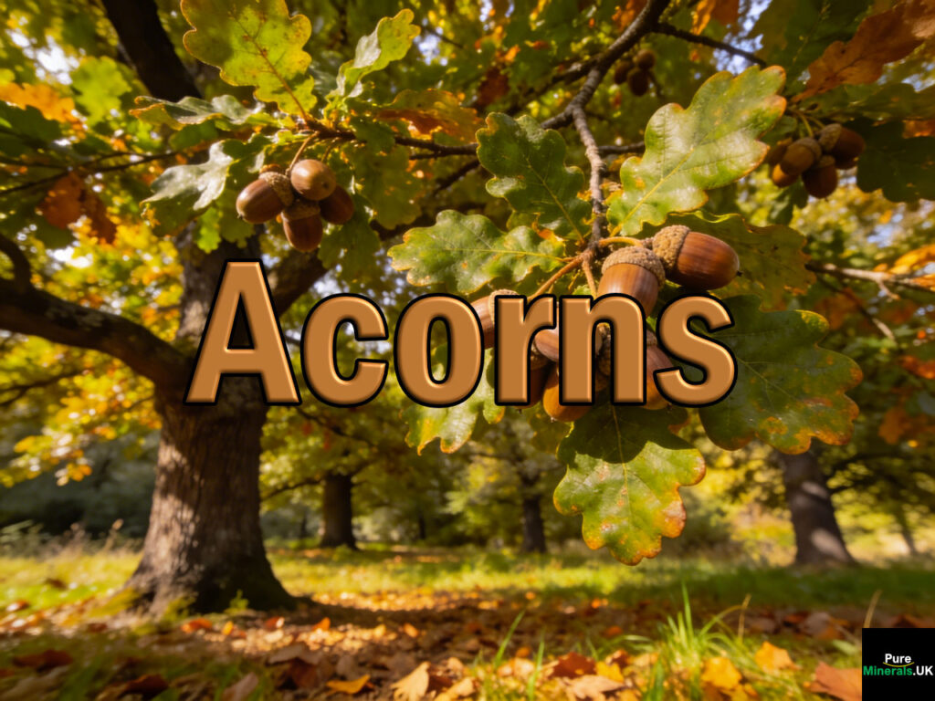 Mature oak trees in a tranquil woodland setting with branches full of acorns, sunlight filtering through dense green foliage, and a forest floor covered in leaves and grass.