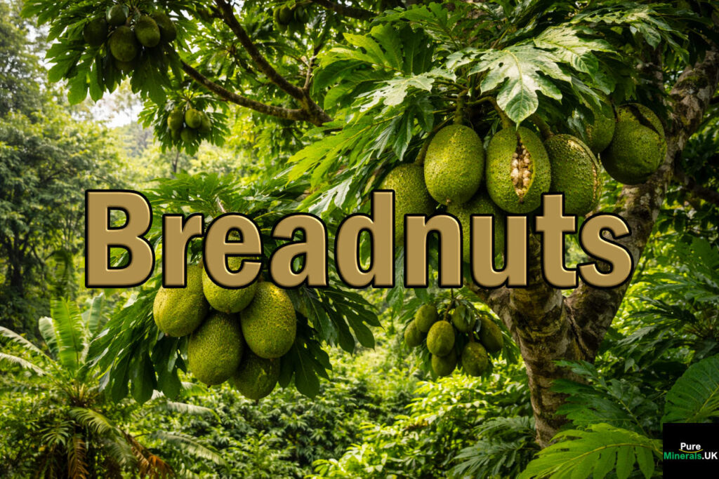 A breadnut tree in a tropical New Guinea setting with clusters of large, green, spiky fruits hanging from branches surrounded by dense, leafy foliage. One fruit is split, revealing the breadnuts within.
