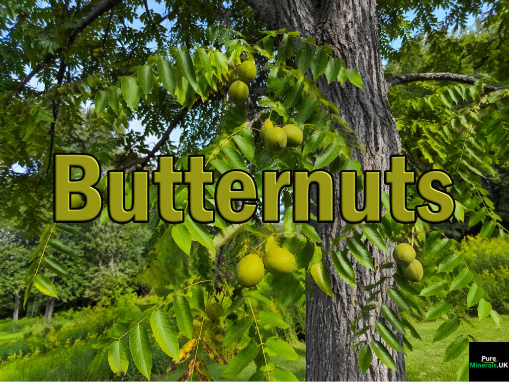 Butternuts are edible nuts produced by the Butternut tree (Juglans cinerea). They are native to the Eastern United States, primarily grown by specialist nurseries and small-scale orchards.