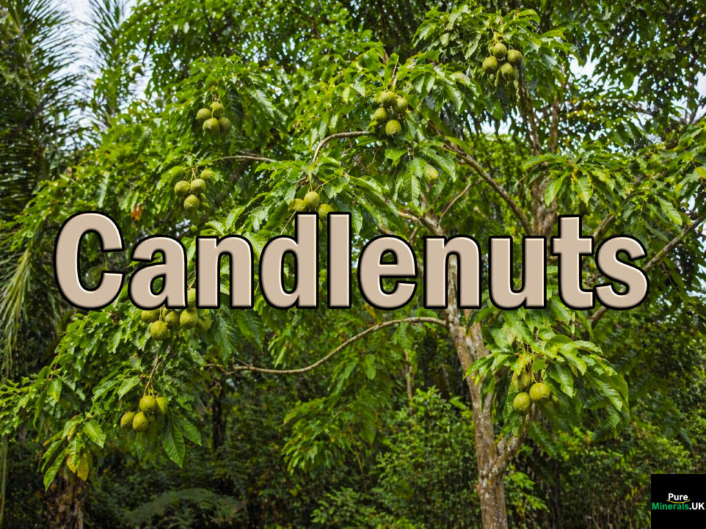 A candlenut tree with green clusters of candlenuts growing on its branches stands in a dense tropical forest, surrounded by lush vegetation.