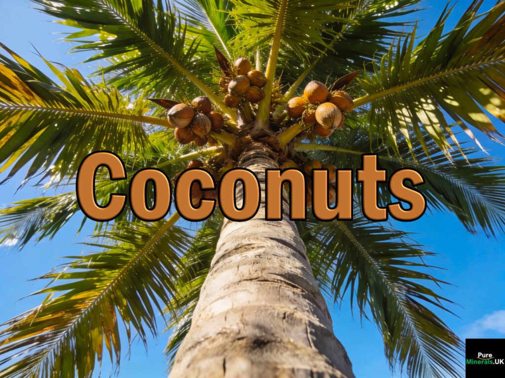 A coconut palm viewed from the ground, close to the trunk, into the canopy, showing ripe coconuts.