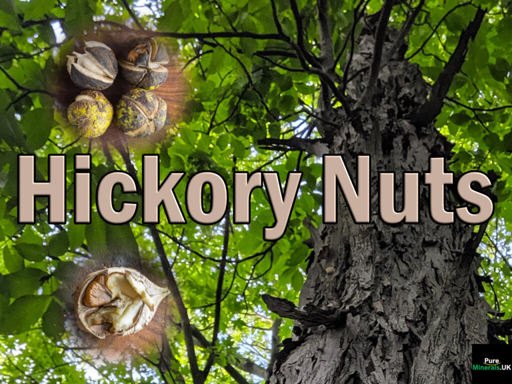 A shagbark hickory tree with its shaggy bark. The insets shows its walnut-like hickory nuts. Tree image attribution: Maxime Laterreur, CC BY-SA 4.0 , via Wikimedia Commons