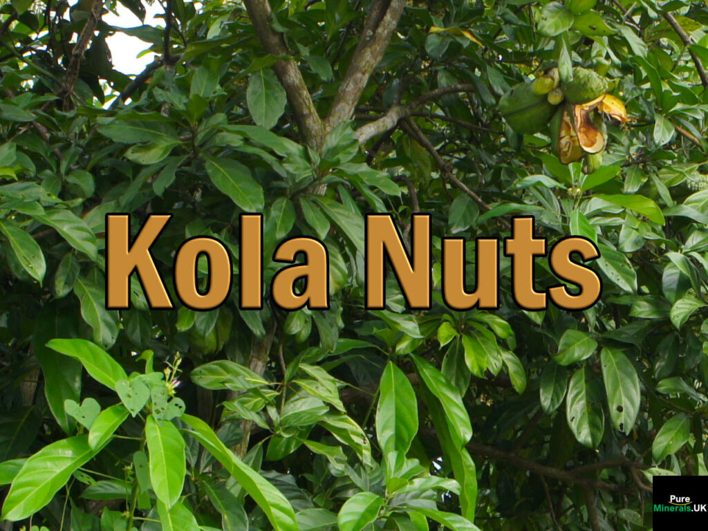 A Kola Nut tree with ripe kola nuts. Image attribution: Michael Hermann, CC BY-SA 3.0, via Wikimedia Commons