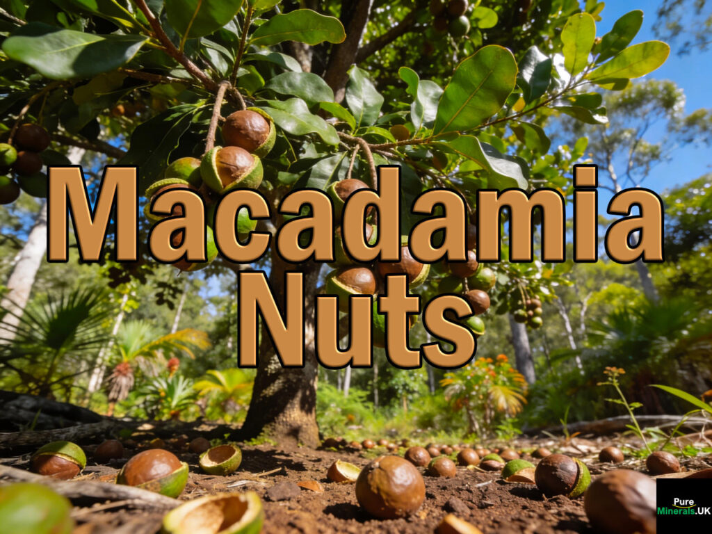 A Queensland Macadamia integrifolia tree with its ripe Macadamia nuts.