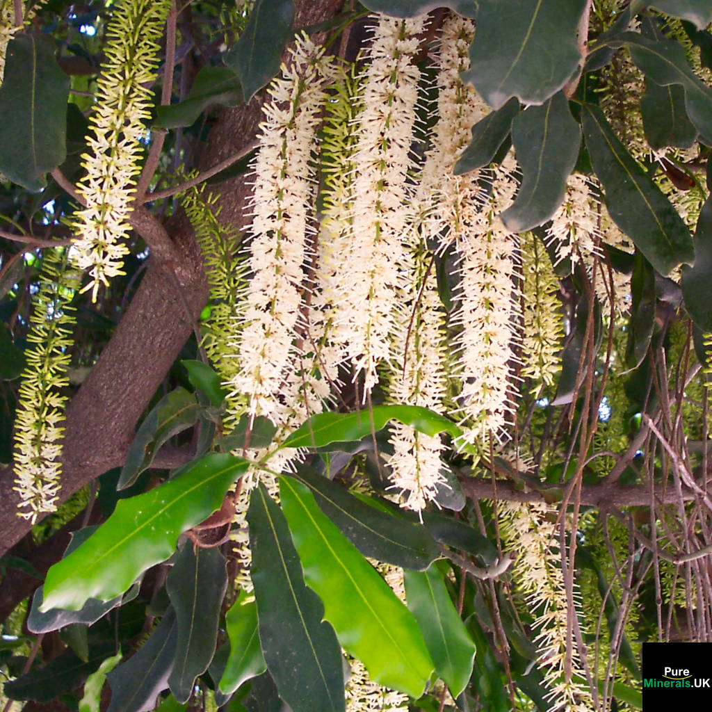 A close-up of Macadamia flowers. Image credit: Chenspec, CC BY-SA 3.0 , via Wikimedia Commons