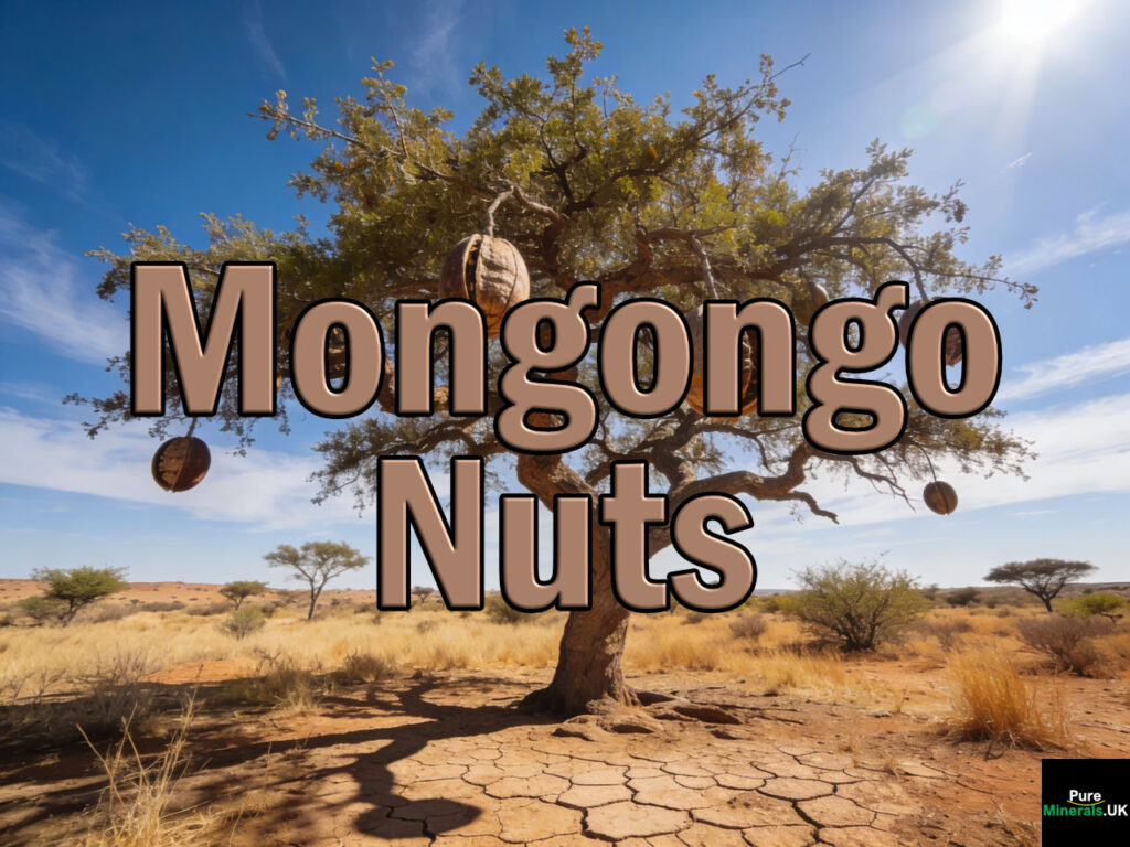 A mongongo or manketti tree with its mongongo nuts. The tree grows within the Kalahari, and its fruits contain a hard, woody shell that protects the edible kernel inside.