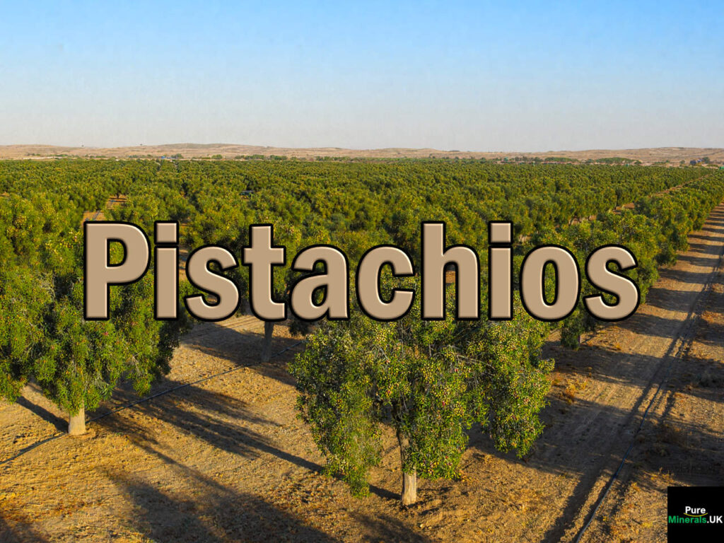 Rows of pistachio trees with pistachio nuts in a California orchard under a clear blue sky, with evenly spaced plantings on dry soil and visible farm tracks between the lines.