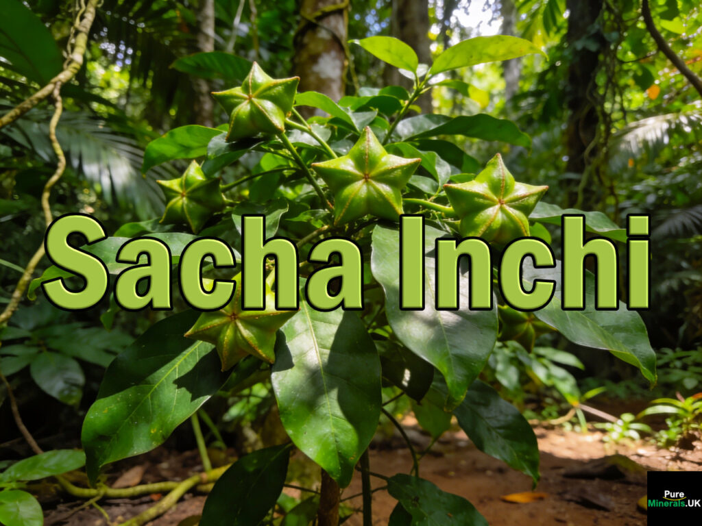 Sacha Inchi (Plukenetia volubilis) is grown by smallholder farmers and indigenous communities in the Amazon rainforest.