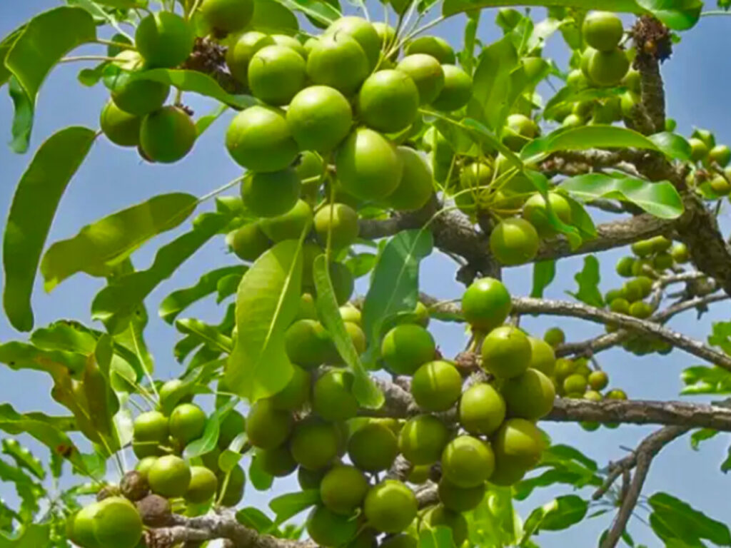 Immature green shea fruit on a shea tree in the African Sahel. The Eastern and Southern Africa Small-scale Farmers’ Forum (ESAFF) brings together small-scale farmers into a social movement to influence favorable agriculture policies and practices at global, continental, regional, national, and local levels.