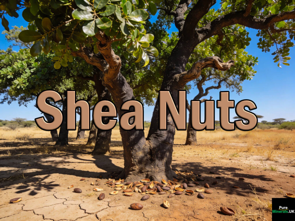 Shea nuts come from the shea tree (Vitellaria paradoxa), which is native to the African Sahel savannah, which runs across Senegal, Mauritania, Mali, Burkina Faso, Niger, Nigeria, Chad, Sudan, and Eritrea. Its green fruit resembles a large plum, and inside is the shea nut. Shea trees can live up to 300 years and take 20–30 years to bear fruit.