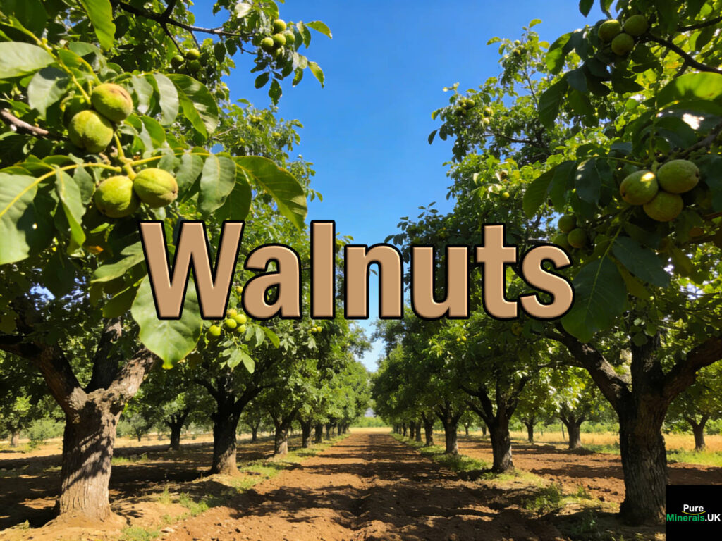 California produces 99% of US walnuts, particularly in the Sacramento and San Joaquin Valleys.. This image shows commercial walnut trees in Sacramento.