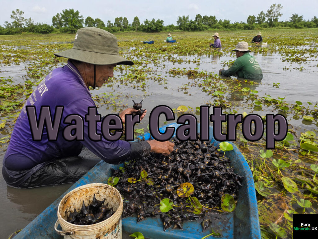 Water caltrop is a floating aquatic plant grown in ponds and has an edible part called the corm or nut. The corm grows underwater until it ripens and falls off into the muddy waters. The nut develops underwater until retrieved.