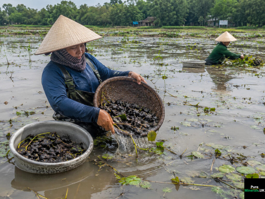 Water caltrop nuts are harvested once every quarter or so. Each plant yields five to seven nuts, and is replaced with fresh saplings after three harvests to ensure high productivity.